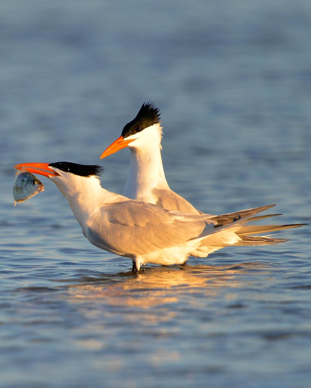 Royal Tern (American) Photo by Gerald Friesen