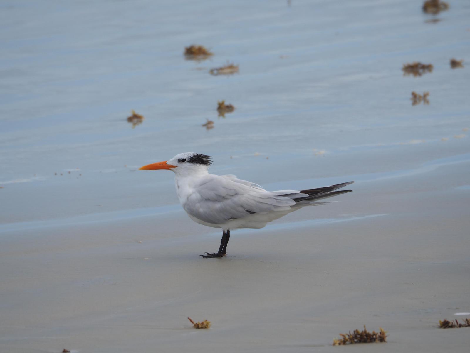 Royal Tern (American) Photo by Colin Hill