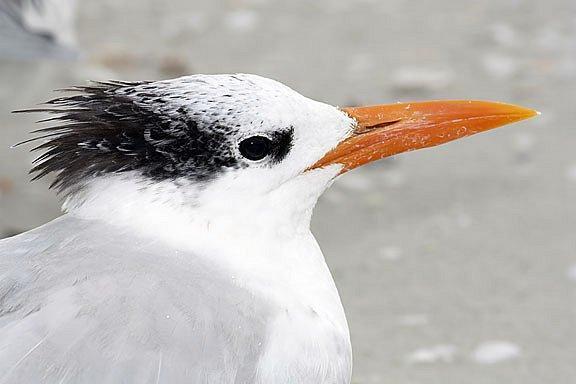 Royal Tern (American) Photo by Dan Tallman