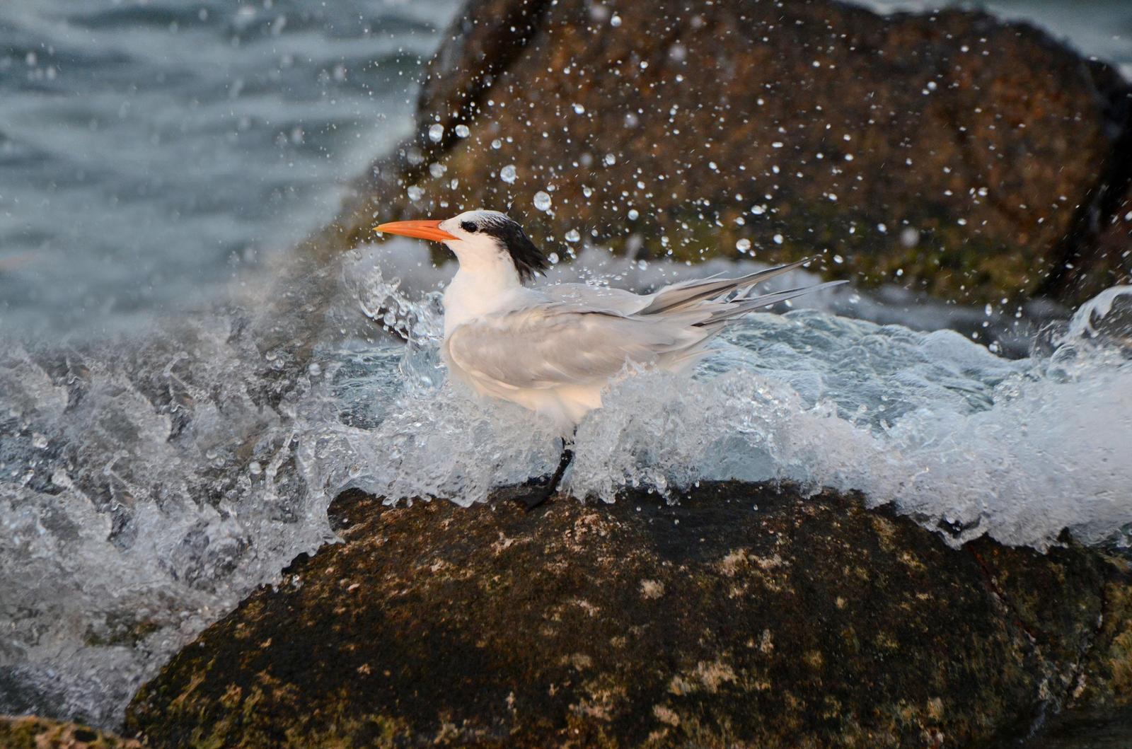 Royal Tern (American) Photo by Steven Mlodinow