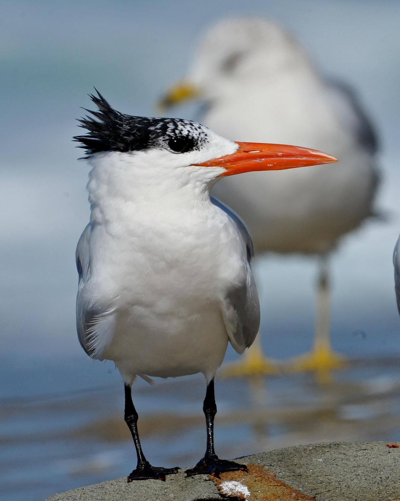 Royal Tern (American) Photo by Gerald Friesen