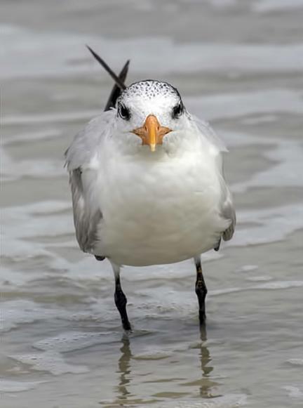 Royal Tern (American) Photo by Dan Tallman