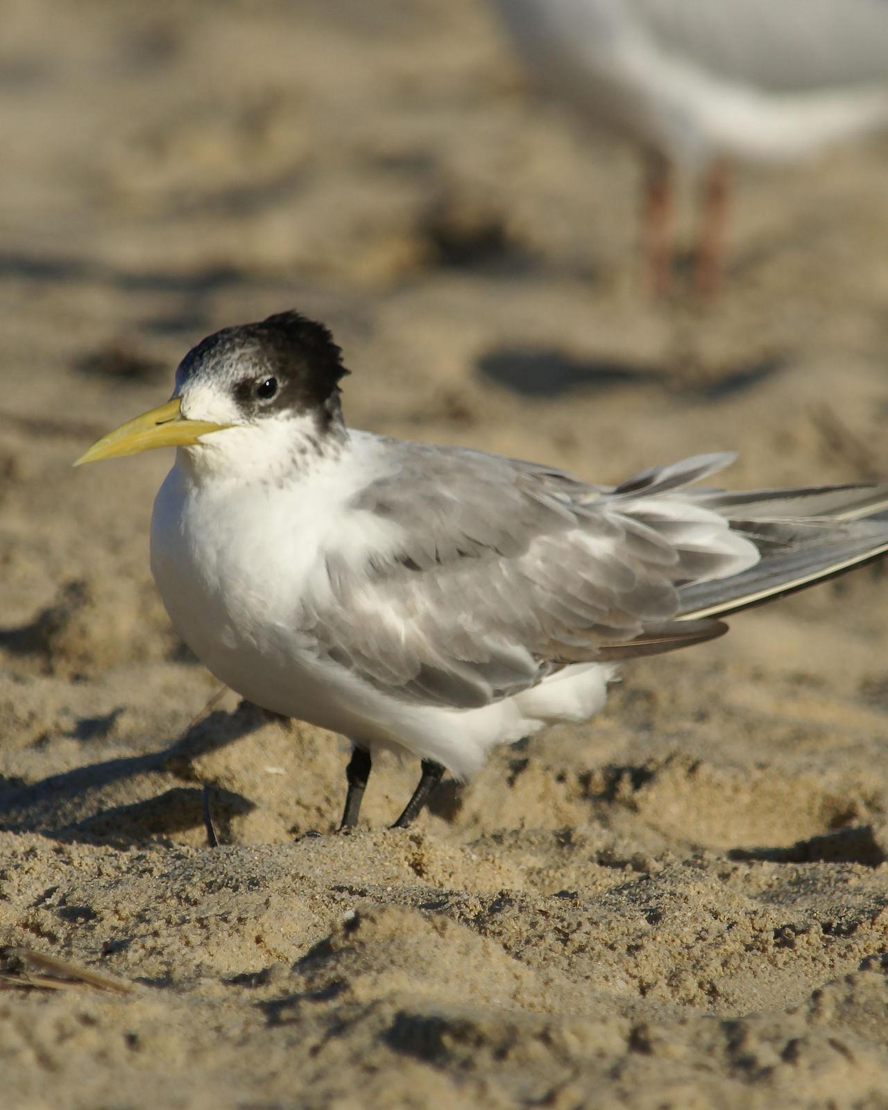 Great Crested Tern Photo by Steve Percival