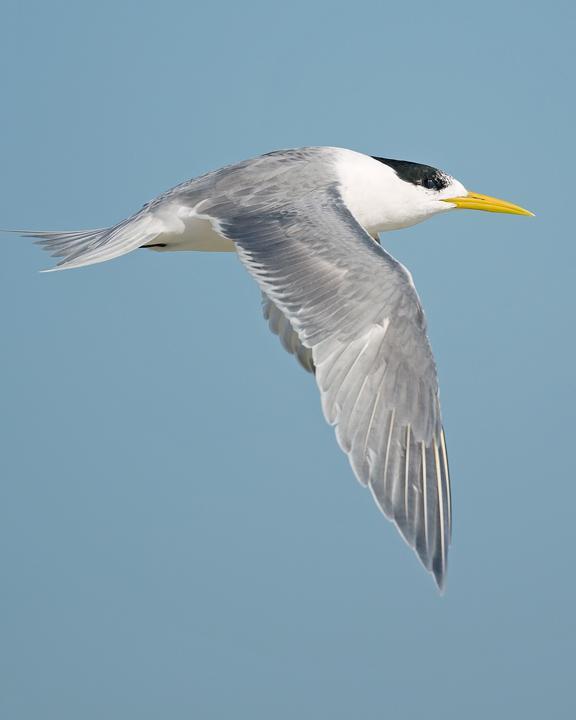 Great Crested Tern Photo by Mat Gilfedder