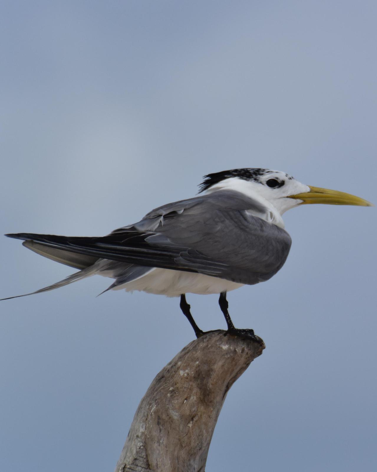 Great Crested Tern Photo by Emily Percival