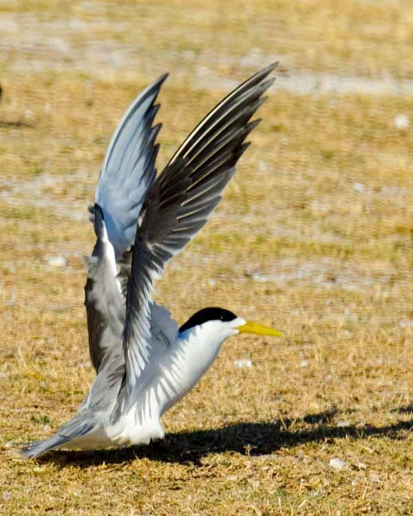 Great Crested Tern Photo by Bob Hasenick