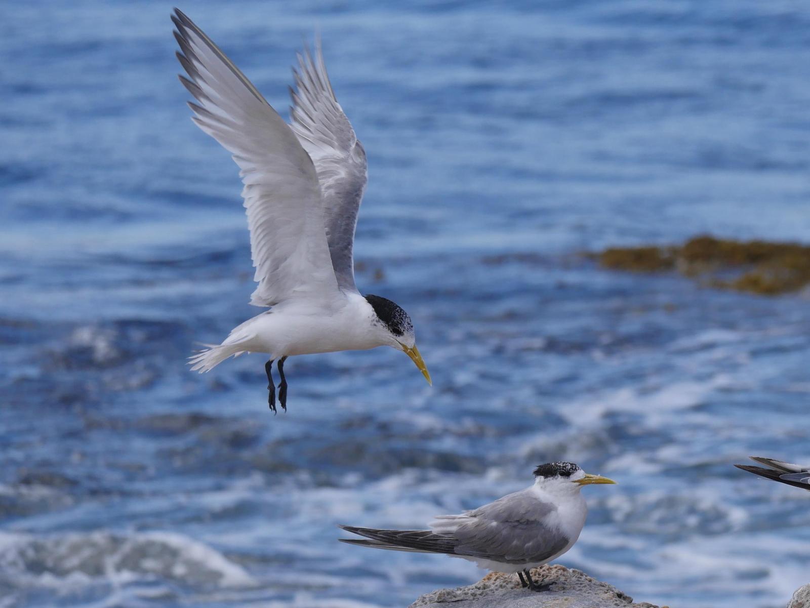 Great Crested Tern Photo by Peter Lowe