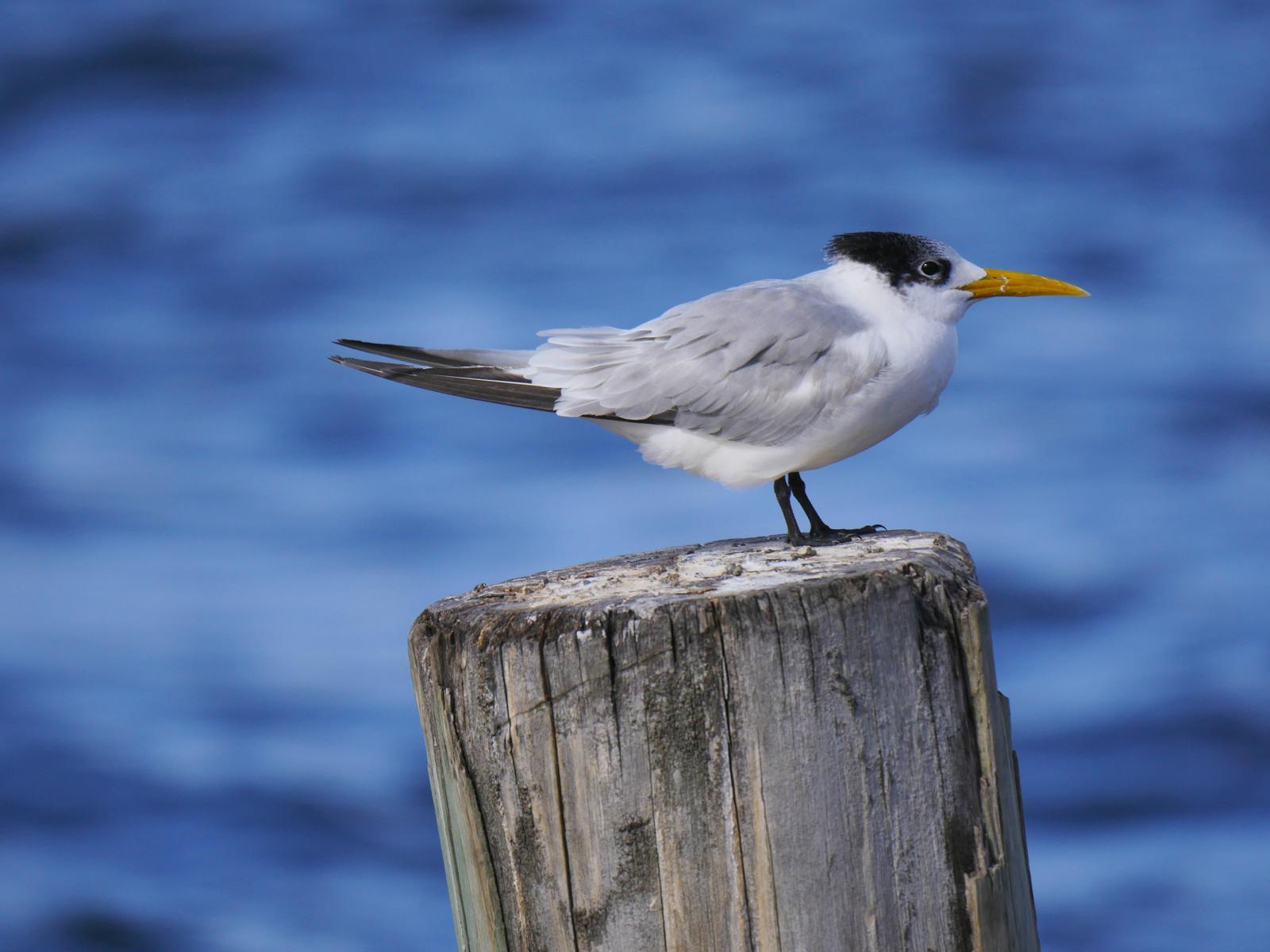 Great Crested Tern Photo by Peter Lowe