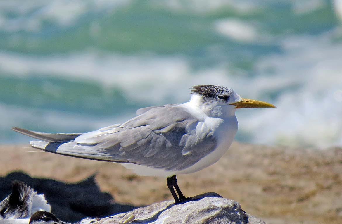 Great Crested Tern Photo by Peter Boesman