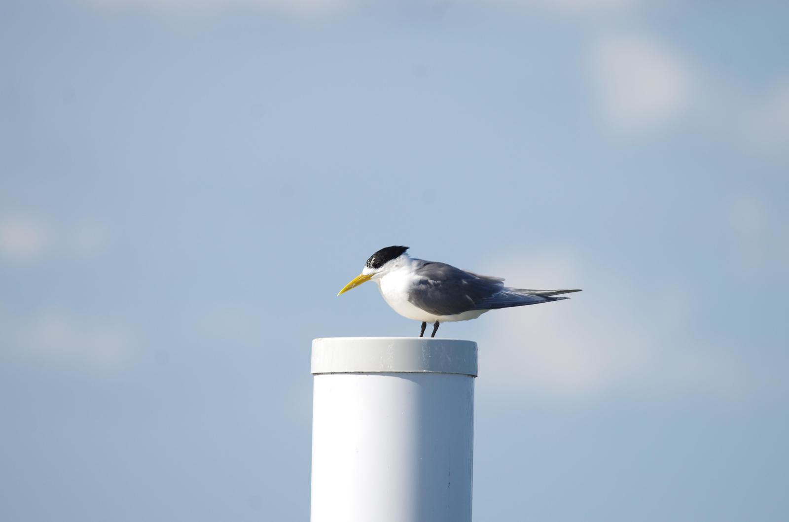 Great Crested Tern Photo by Richard Lund