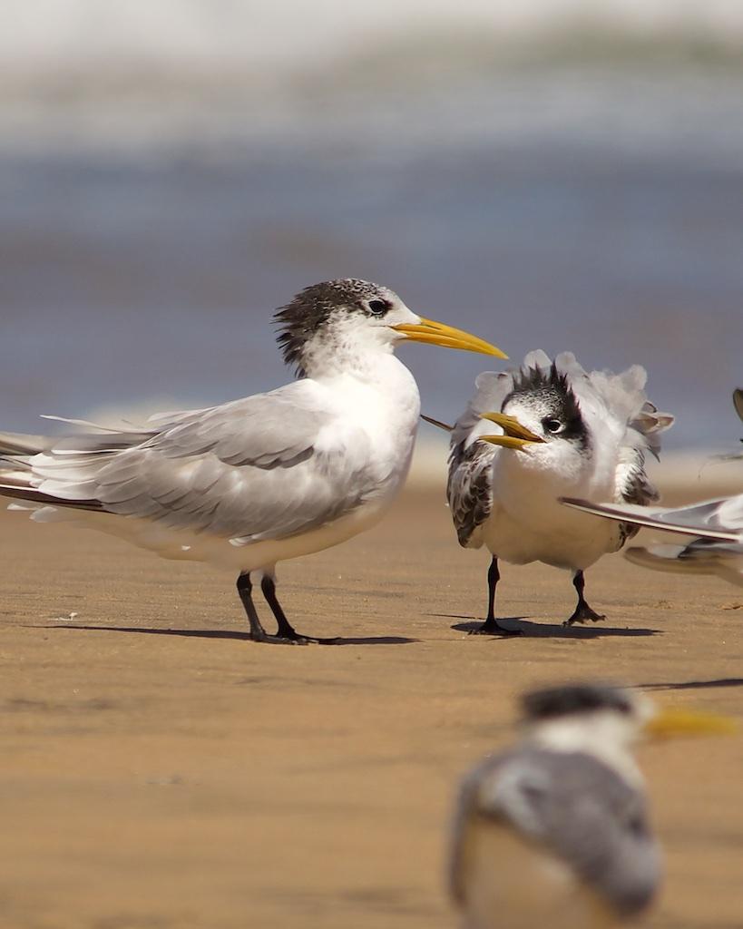 Great Crested Tern Photo by Denis Rivard
