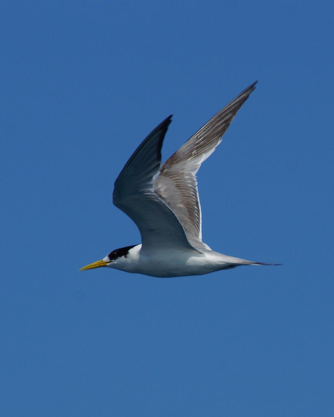 Great Crested Tern Photo by Steve Percival
