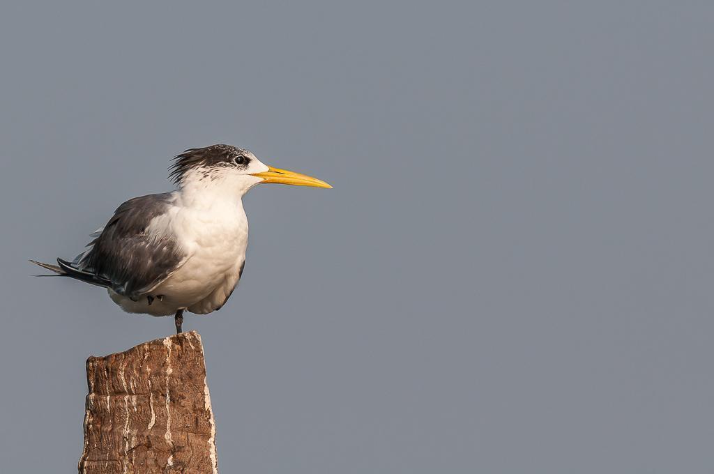 Great Crested Tern Photo by Kishore Bhargava