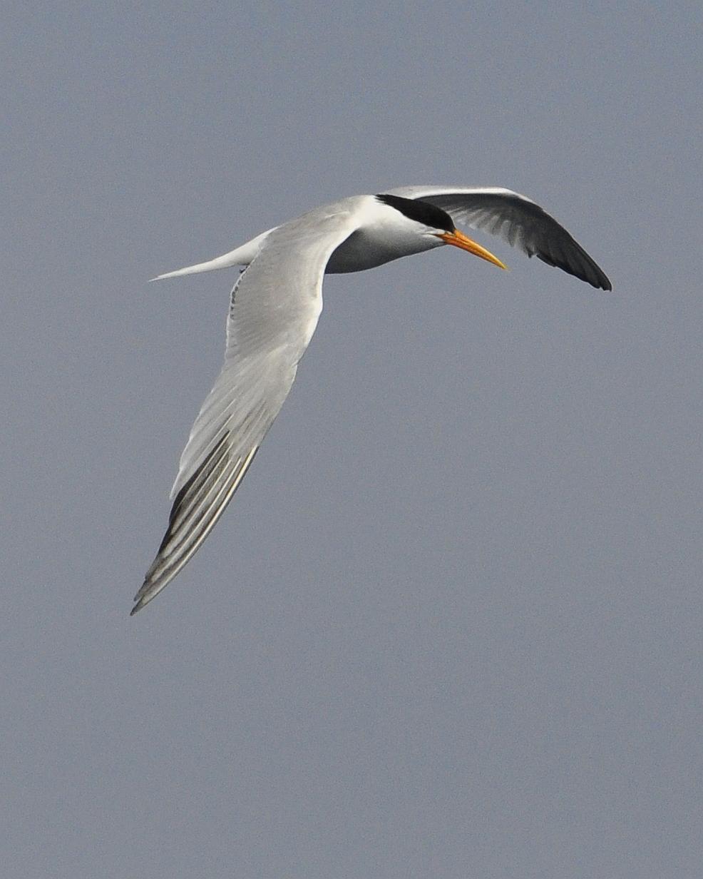 Elegant Tern Photo by Steve Tucker