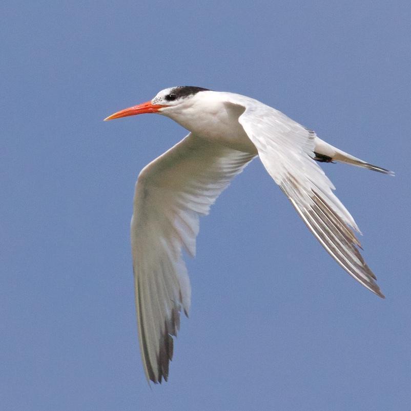 Elegant Tern Photo by Ed Harper