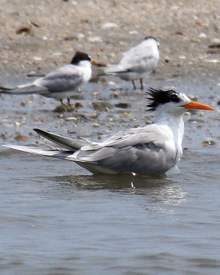 Lesser Crested Tern Photo by Monte Taylor