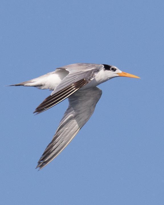Lesser Crested Tern Photo by Robert Lewis