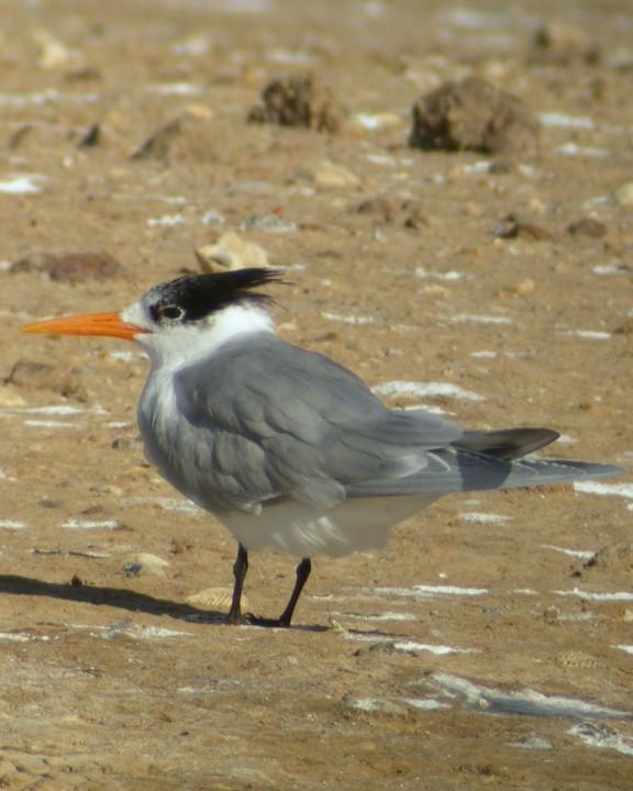 Lesser Crested Tern Photo by Mat Gilfedder