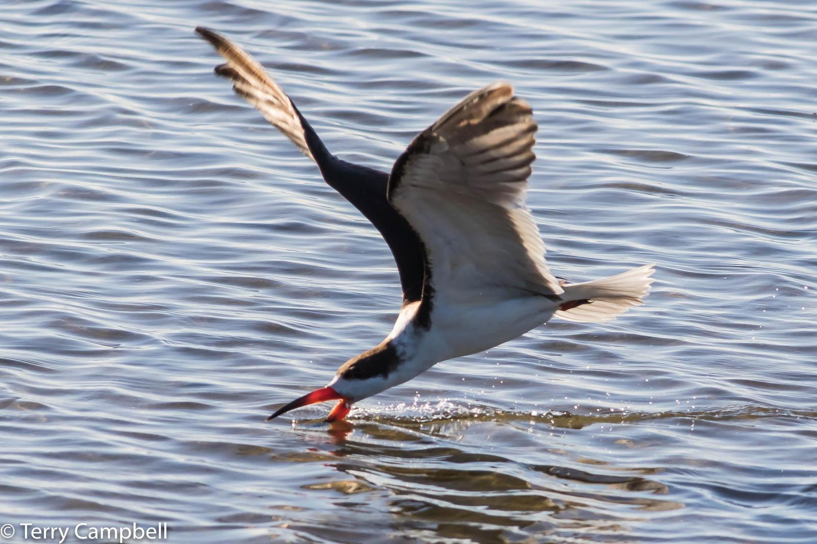 Black Skimmer Photo by Terry Campbell