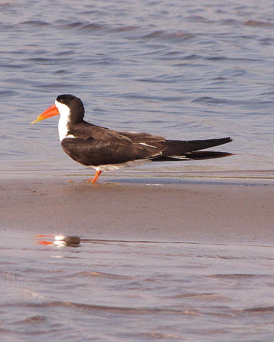 African Skimmer Photo by Richard  Lowe