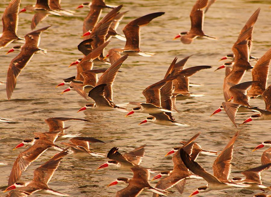 African Skimmer Photo by Ian Phillips