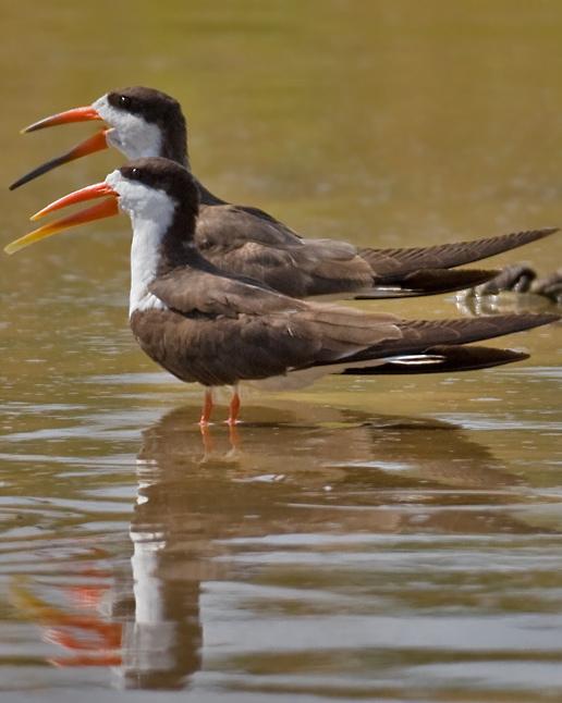 African Skimmer Photo by Mike Barth
