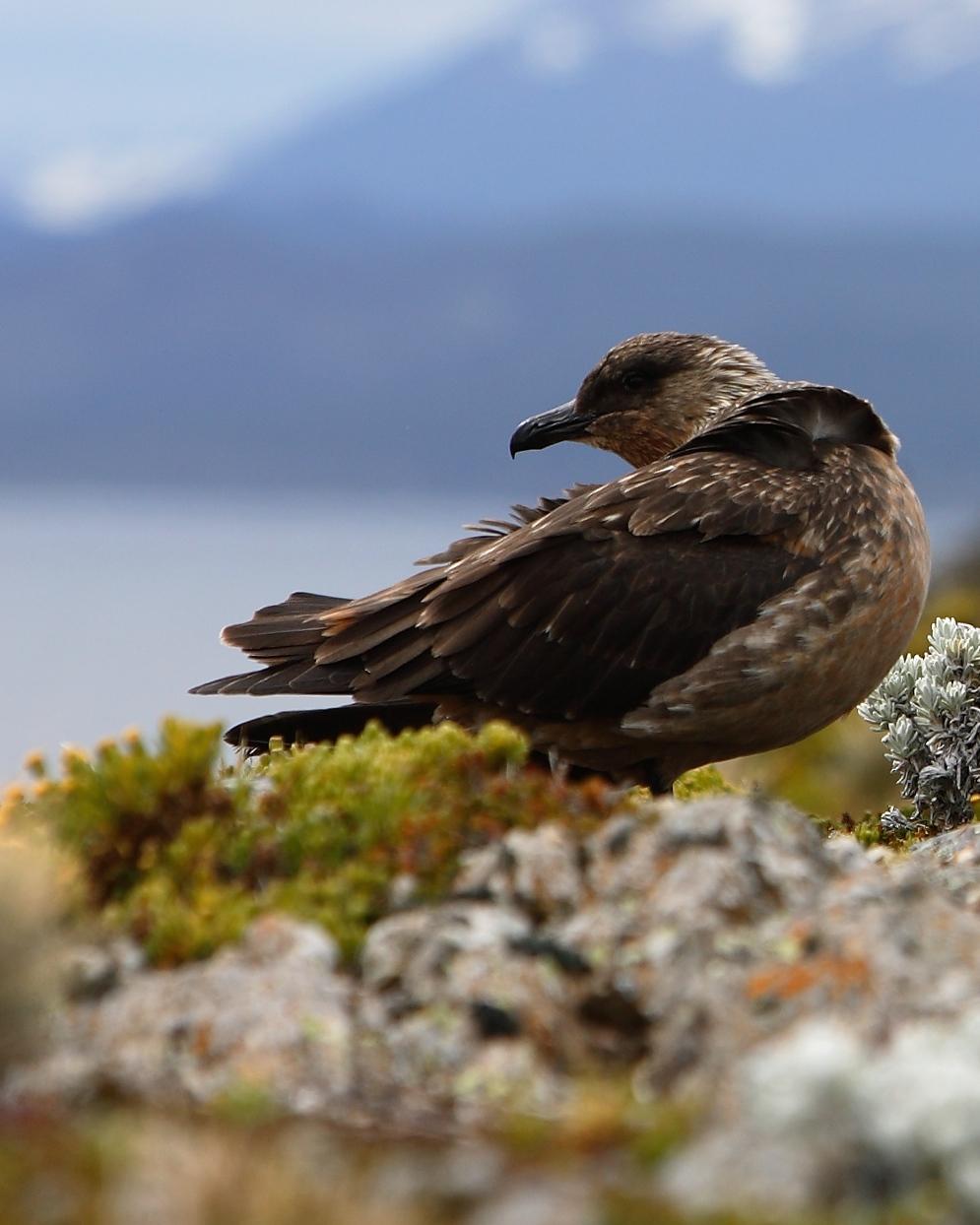 Brown Skua Photo by dominic hall