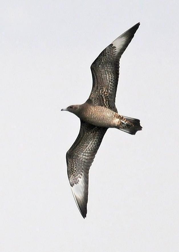 Parasitic Jaeger Photo by Steven Mlodinow