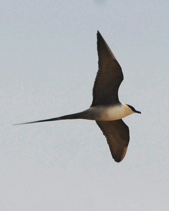 Long-tailed Jaeger Photo by David Hollie