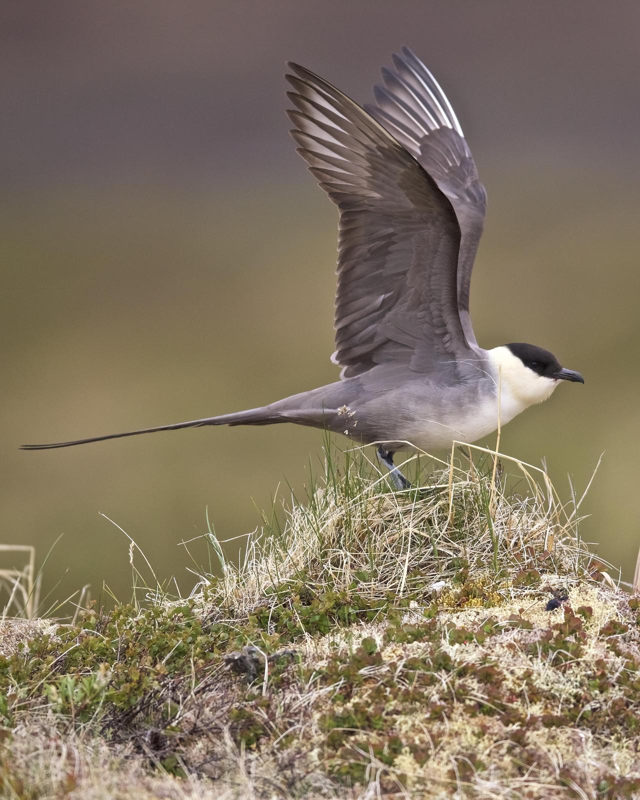 Long-tailed Jaeger Photo by Gerald Friesen
