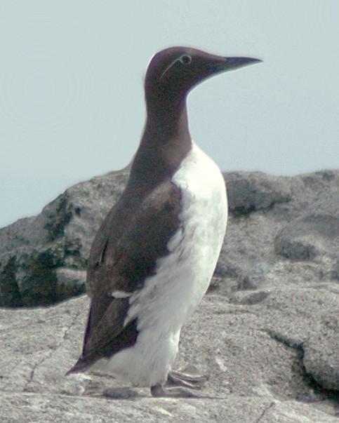 Common Murre Photo by David Hollie