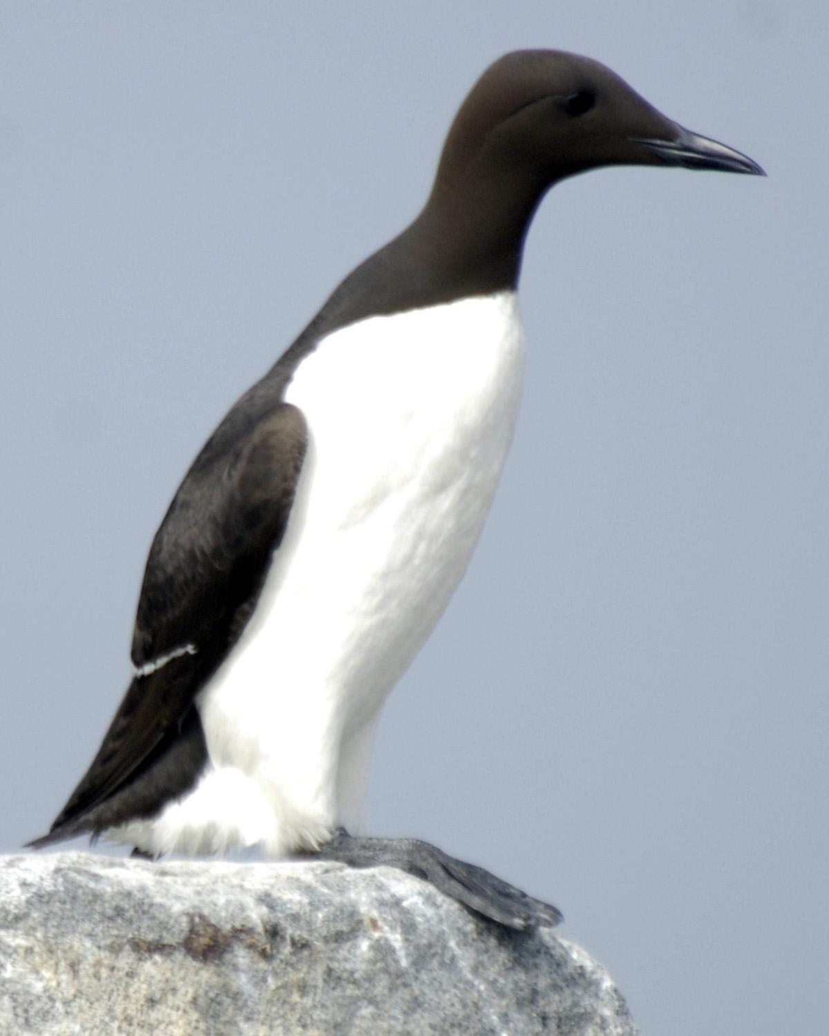 Common Murre Photo by Magill Weber