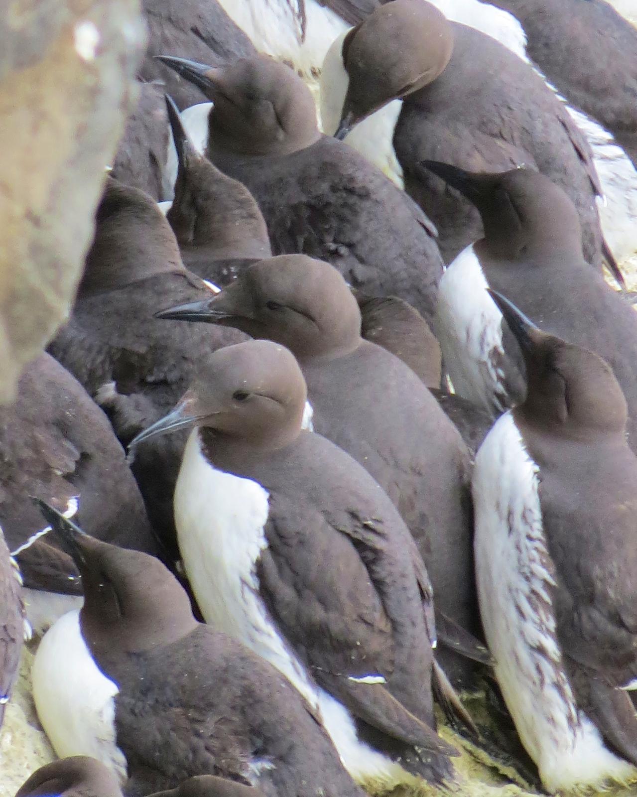 Common Murre Photo by Robin Barker
