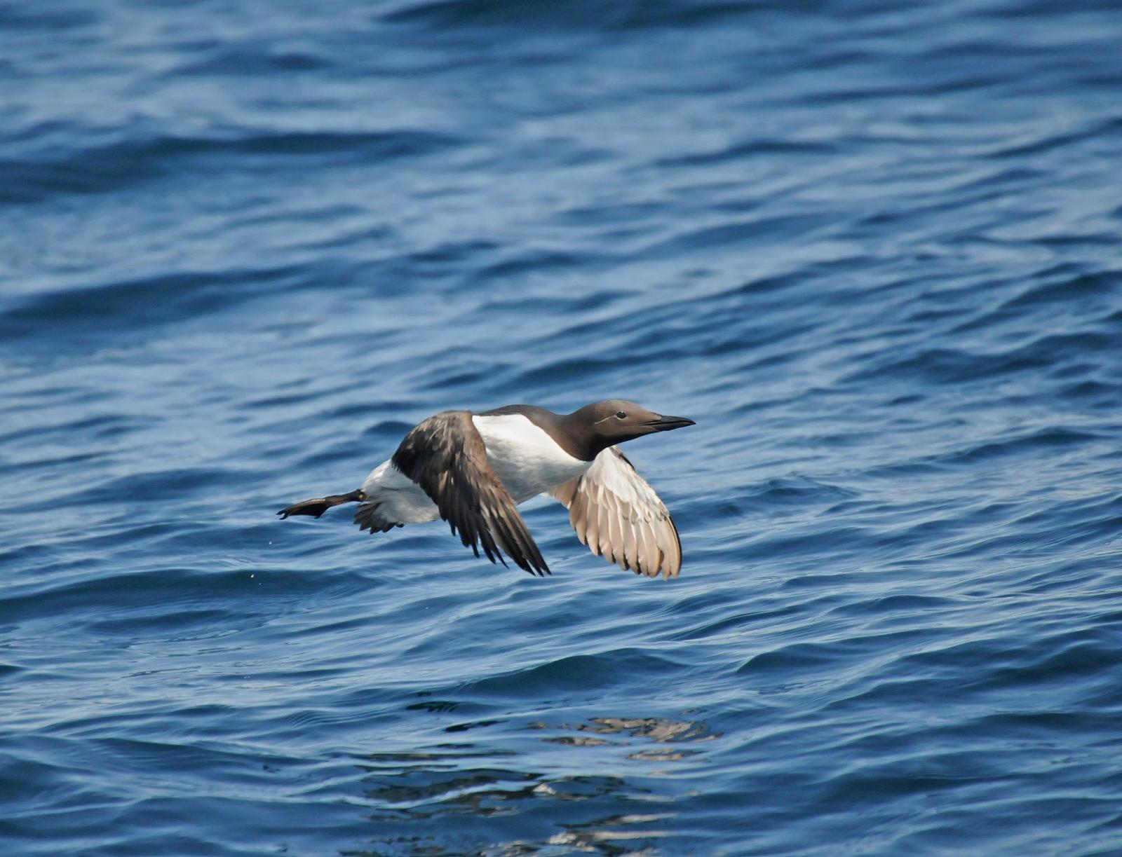 Common Murre Photo by Steven Mlodinow