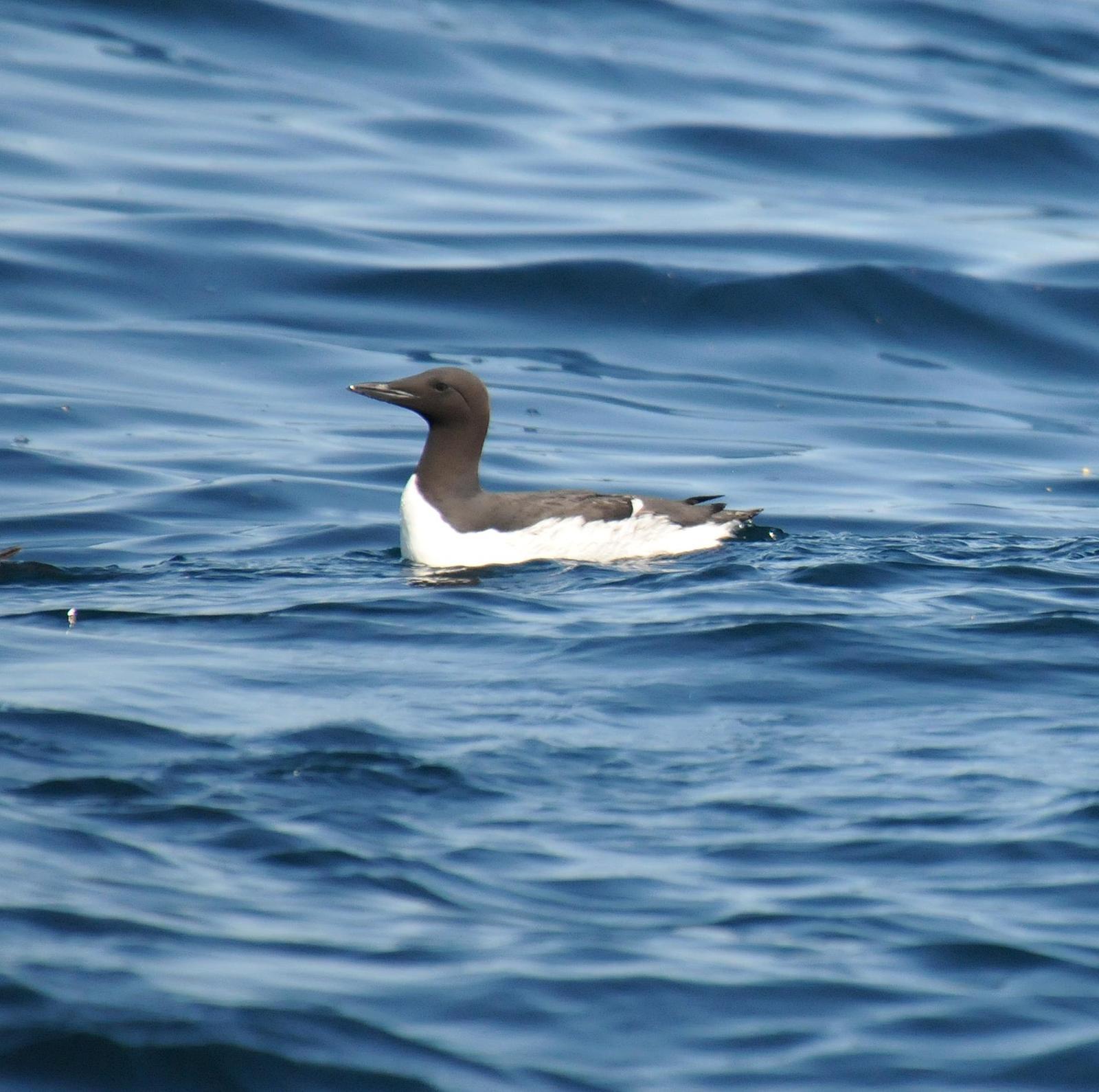 Common Murre Photo by Steven Mlodinow