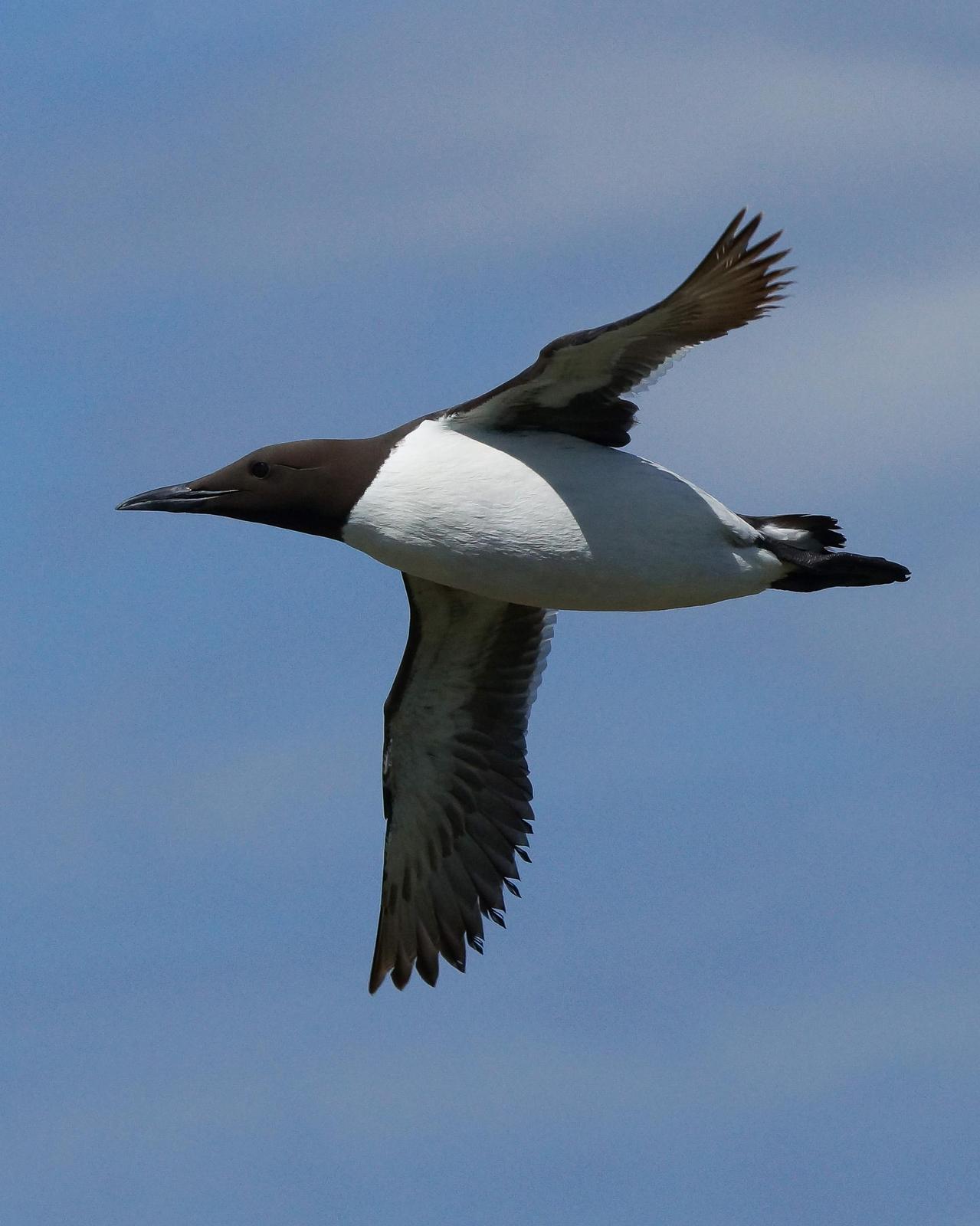 Common Murre Photo by Steve Percival