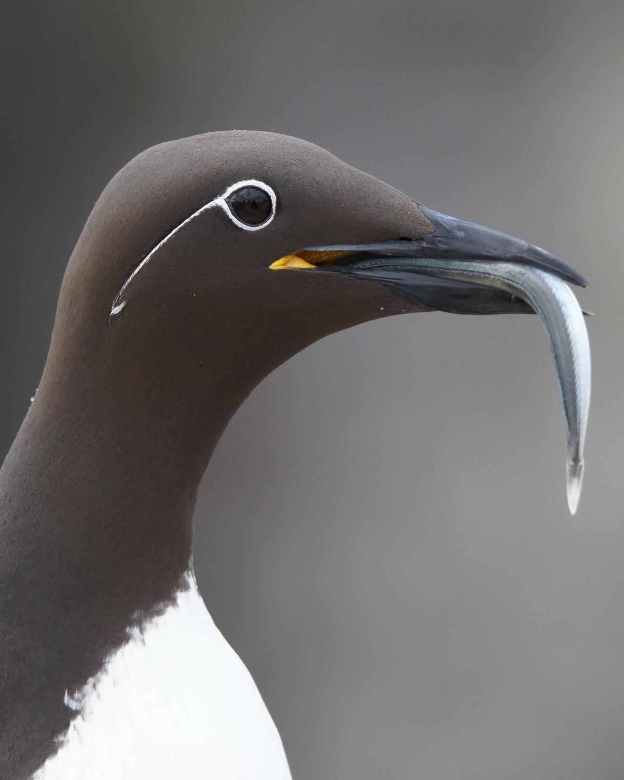 Common Murre Photo by Steve Percival