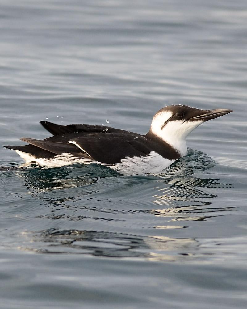 Common Murre Photo by Charlie Wright
