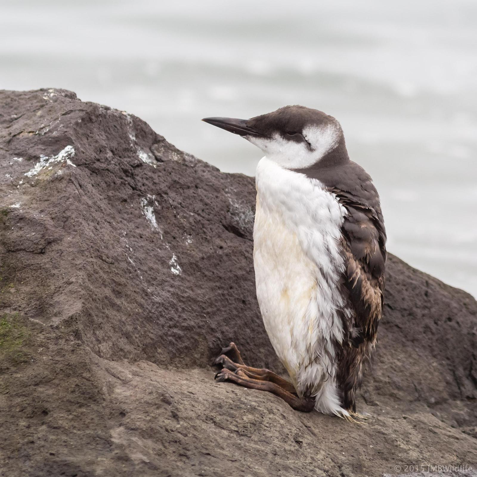 Common Murre Photo by Jeff Bray