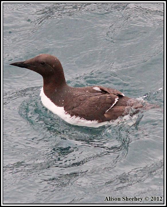Thick-billed Murre Photo by Alison Sheehey