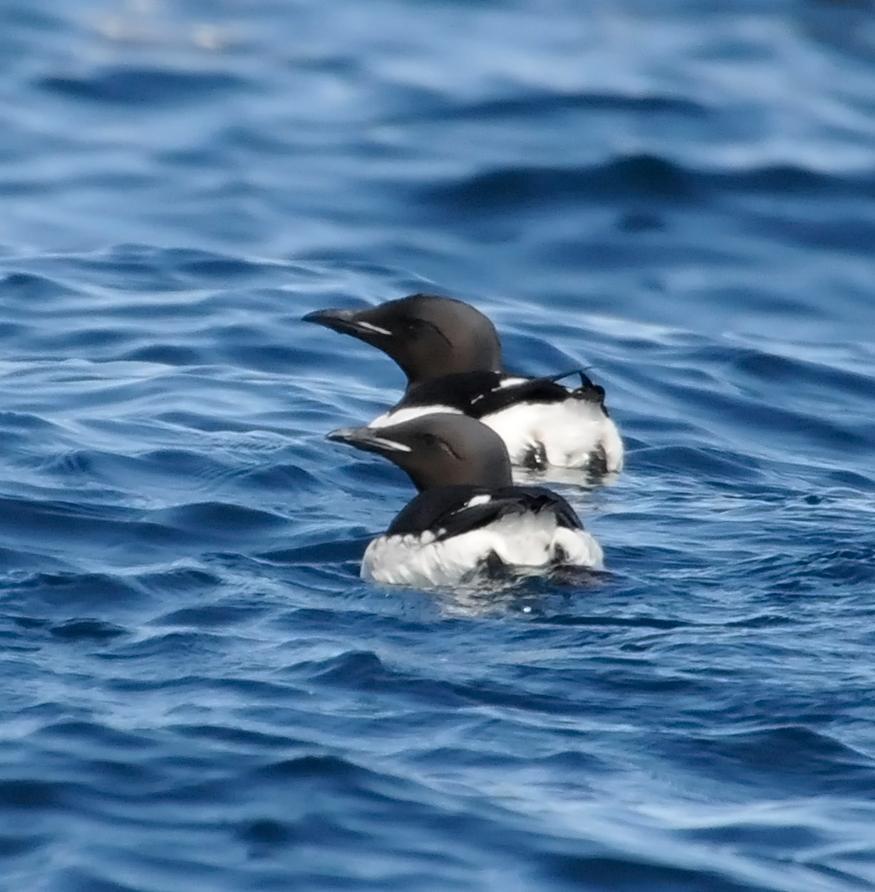 Thick-billed Murre Photo by Steven Mlodinow