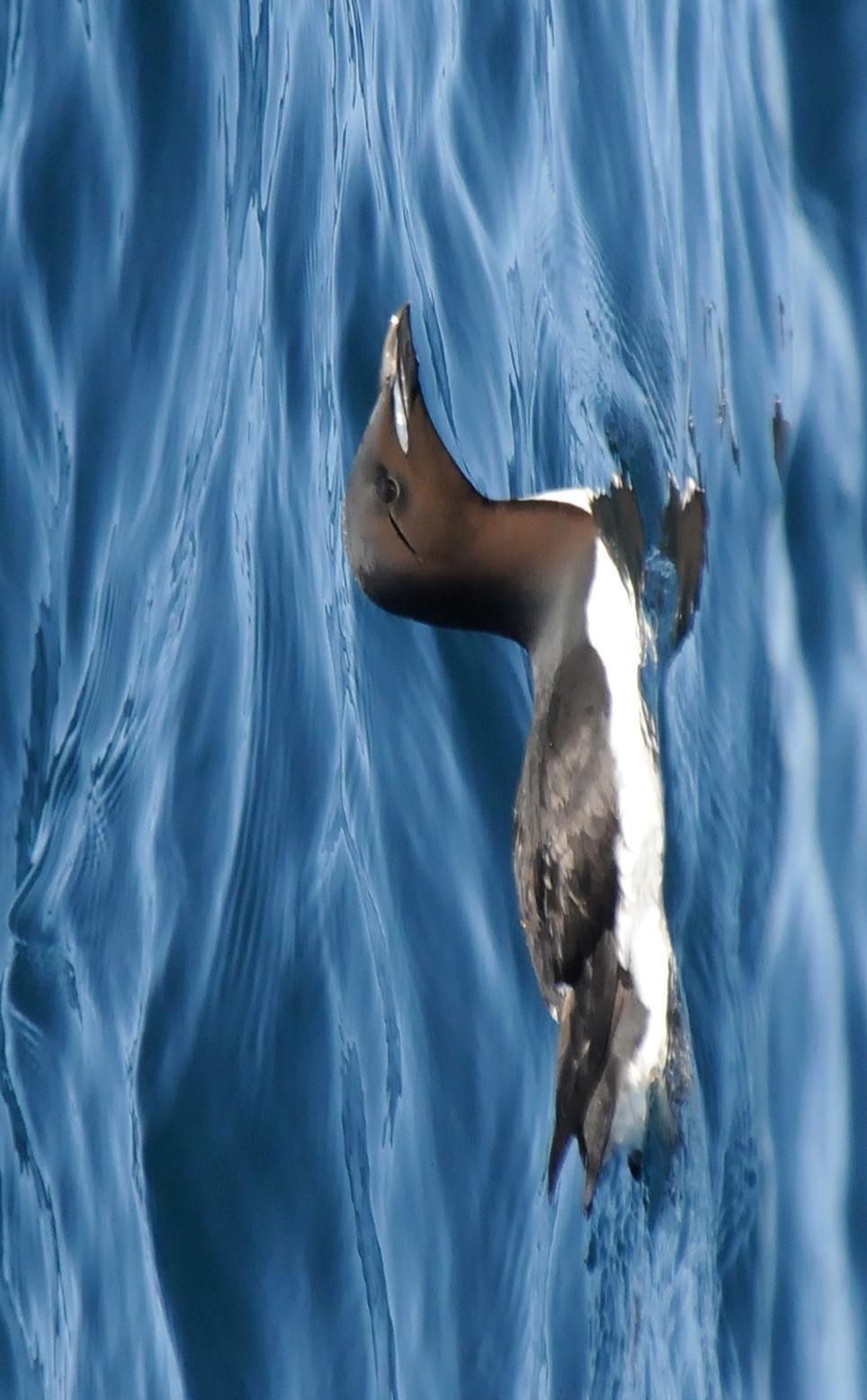 Thick-billed Murre Photo by Steven Mlodinow
