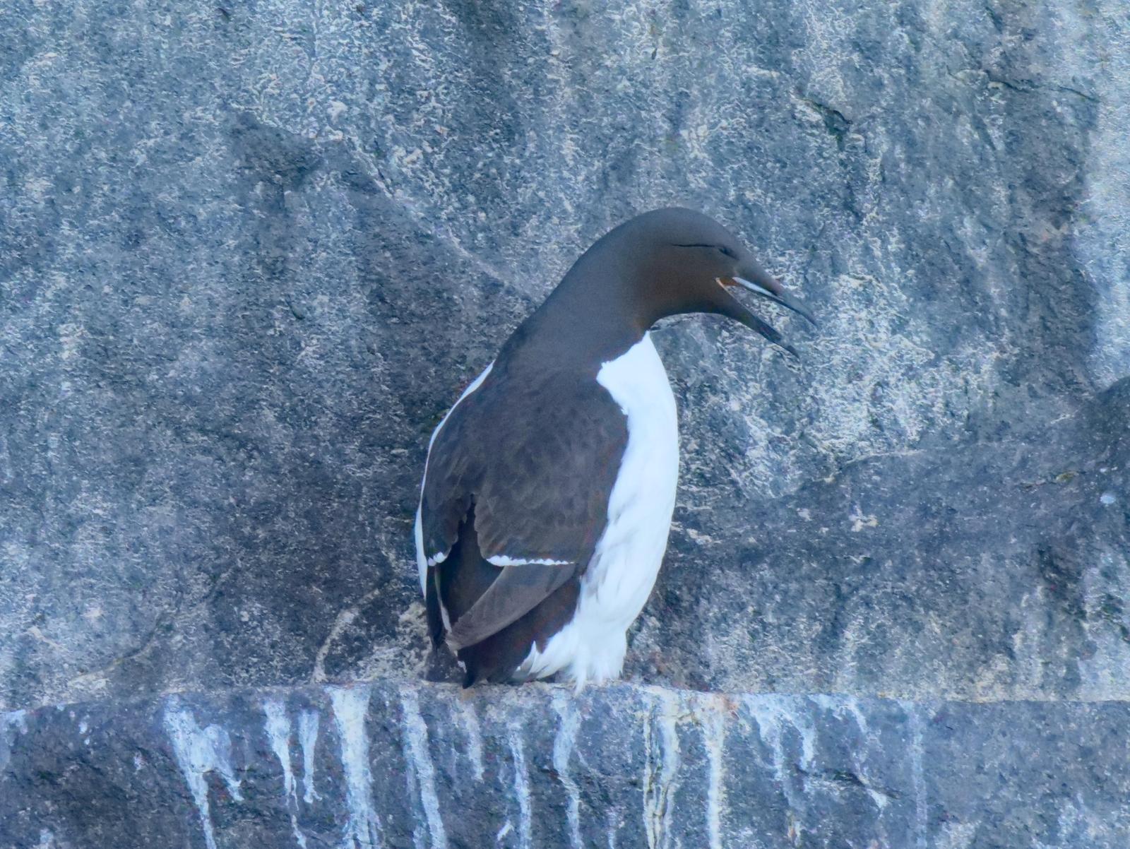 Thick-billed Murre Photo by Peter Lowe
