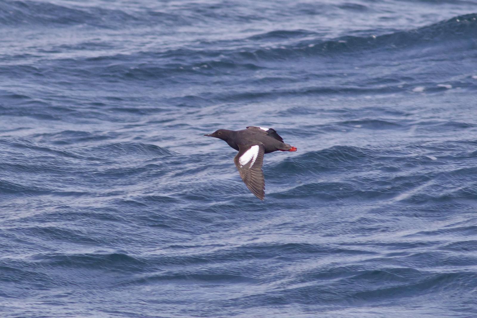 Pigeon Guillemot Photo by Tom Ford-Hutchinson