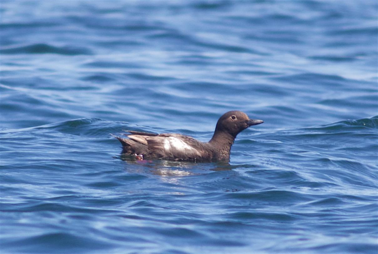 Pigeon Guillemot Photo by Kathryn Keith