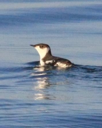 Marbled Murrelet Photo by Monte Taylor