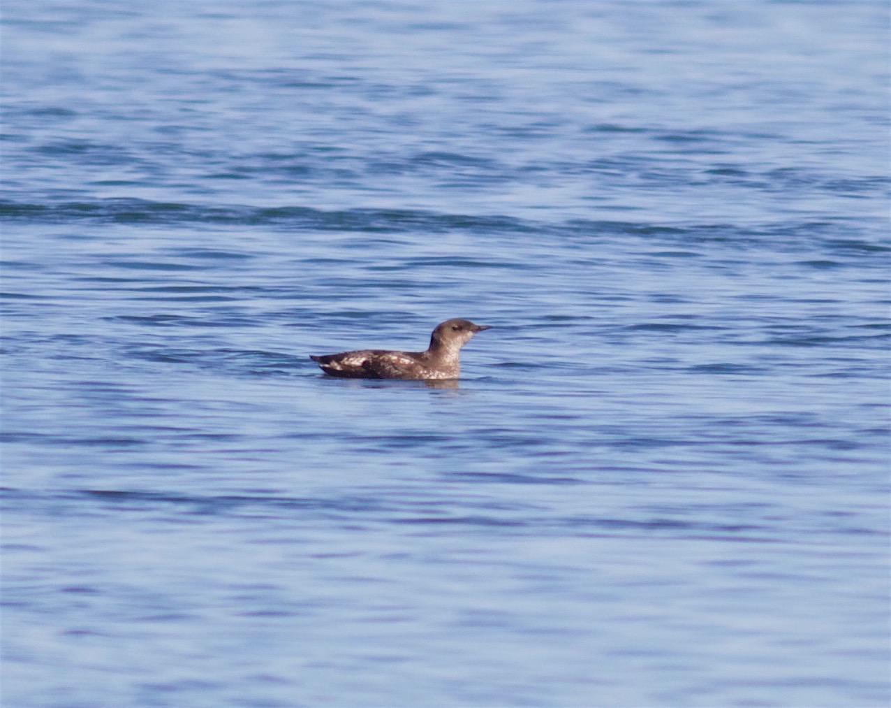 Marbled Murrelet Photo by Kathryn Keith