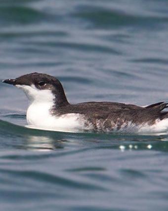 Scripps's Murrelet Photo by Christopher Taylor