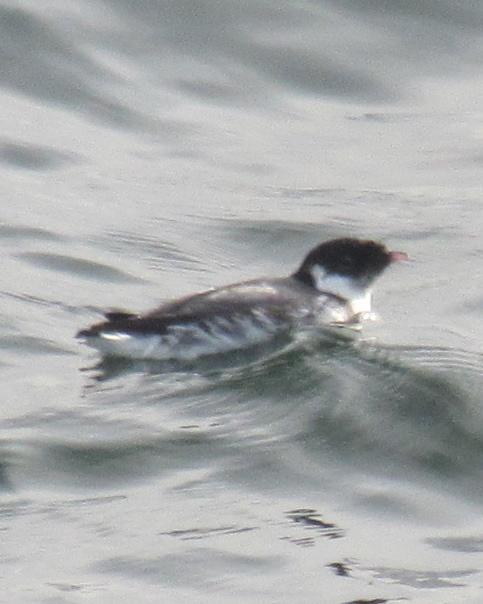 Ancient Murrelet Photo by David Bell