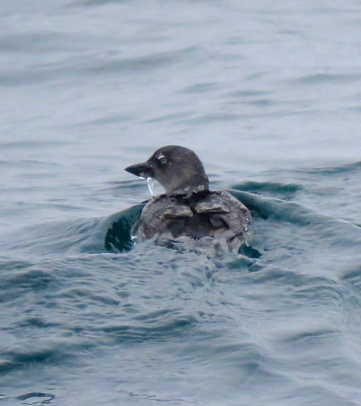 Cassin's Auklet Photo by Don Glasco
